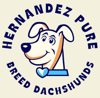 MARIO PUREBREED DACHSHUNDS