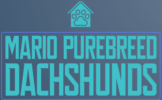 MARIO PUREBREED DACHSHUNDS